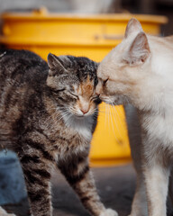 animal love © Jakub