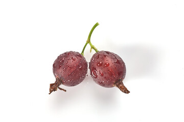 Black currant and water drops on the white background. Macro.