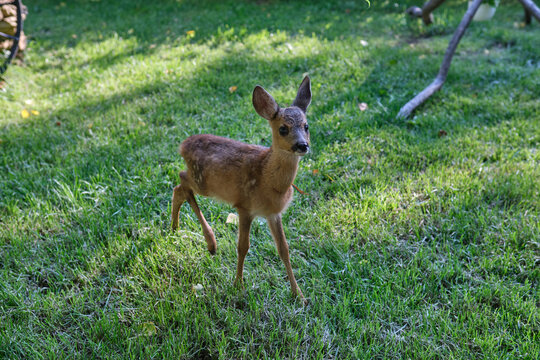 Innocent roe deer fawn. Young wild deer. little morality. deer cub. deer resting