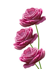 Bouquet of bright beautiful pink roses close up on white isolated background
