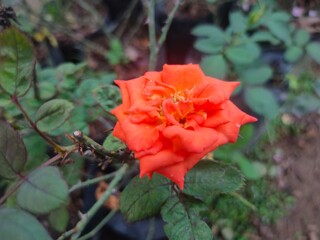 red rose flower
