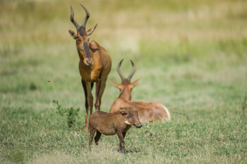 Young Warthog with Red Hartebeest