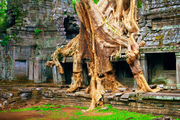 Enigmatic scenic view of huge dead banyan tree root in destroyed and fleeced with green moss...