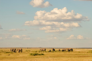 Fototapeta na wymiar Paysage avec éléphants devant le Kilimandjaro sommet de l'Afrique Kenya