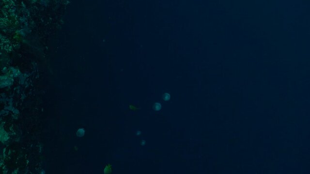 Air bubbles from scuba divers rising slowly to the ocean surface