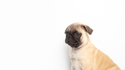 pug puppy isolated on white background. funny pets concept with copy space.