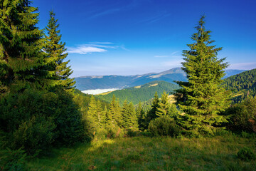 coniferous forest on the mountain hill. beautiful summer nature scenery in the morning. idyllic nature background