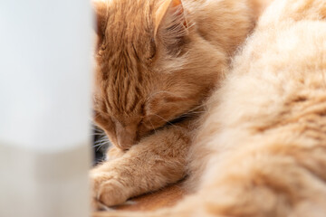 Fototapeta na wymiar 眠る猫　茶トラ猫