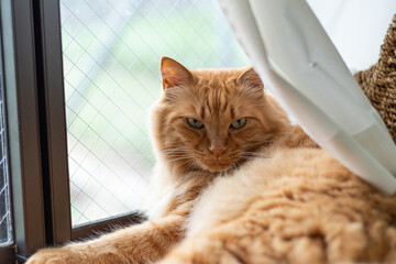 くつろぐ猫　茶トラ猫