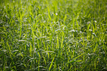Grass green background