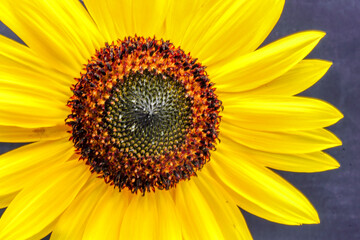 Ripe gold yellow summer sunflower flower Helianthus annuus  petals with dark seed pod center isolated on a black background