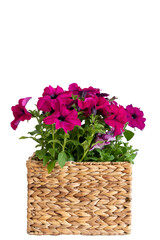 Magenta Petunia flowers in garden wicker pot