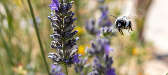 The hardworking bee wandering among the flowers.