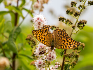 Butterfly Argynnis paphia yellow color.
 This is a day butterfly from the family of nymphalids, named after the ancient Greek goddess Aphrodite, who also bore the name Paphia because of the eponymous 