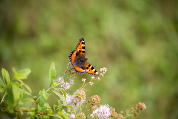 Fototapeta na wymiar Aglais urticae day butterfly on Marigold flowers (Tagetes). This is one of the brightest and most colorful representatives of day butterflies. Nettle is one of the food plants of the caterpillars of t