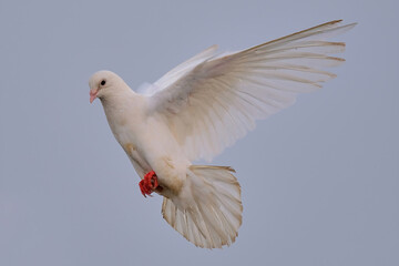 Pigeon