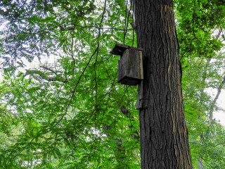 bird house on tree