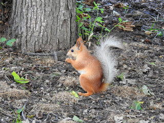 squirrel in the park