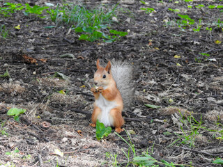 red squirrel in the forest