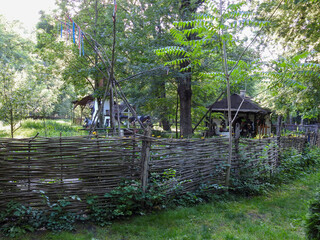 tropical forest in the jungle