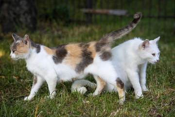 White and multicolored homeless cats resting on the grass in the backyard