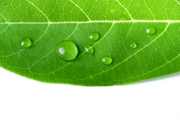 Close up of water drops on green leave and white backgrounds.