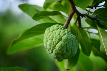 Sugar Apple or Custard Apple