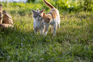 Cute colorful homeless cats walking on the grass in the backyard