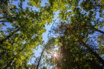 Green forest. Tree with green Leaves and sun light. Bottom view background