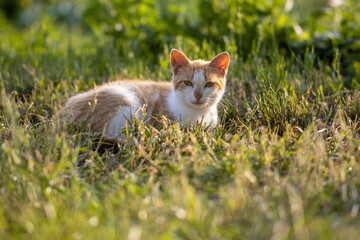 White-red homeless cat lies on the grass in a summer sunny garden