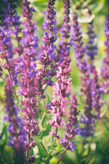 Flowers in garden. Salvia officinalis, the common sage or just sage. 