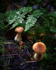 different size cute little mushrooms on a damp forest floor with wet glistening fern leaves framing in contrast to the dark sticks on the ground