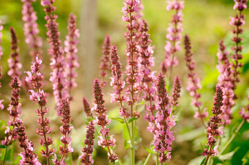 Flowers in garden. Salvia officinalis, the common sage or just sage. 