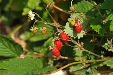 Red ripe strawberries on the bush