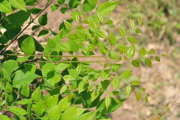 Natural background with green plants 