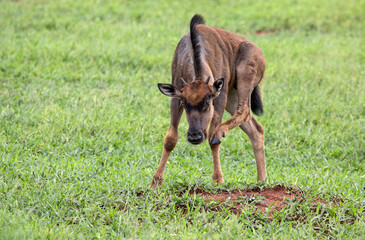 Baby gnu scratching
