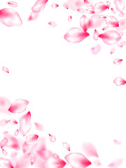 Pink cherry blossom petals isolated