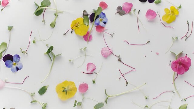 Beautiful flowers Exploding Petals creative microgreen amazing petal love pink