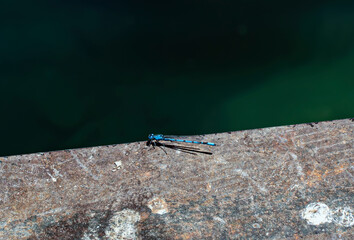 blue dragonfly on a branch