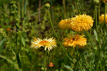 Bright yellow and orange flowers of Calendula officinalis