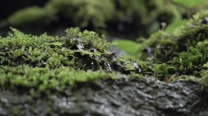 Water droplets rolling off of fern leaf on hillside after rain in forest - Powered by Adobe