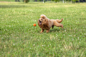 Fototapeta premium Young active dog playing in a summer park with a ball. A beautiful thoroughbred red poodle runs with its mouth open behind a flying bright orange ball