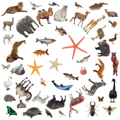 collage of animals isolated on white background