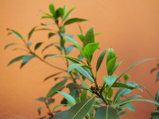 Planta tropical de ficus Ficeae con hojas verdes sobre fondo cálido