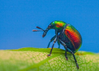 Leaf rolling weevil, Byctiscus betulae beetle on a leaf in an unusual pose, shiny colorful beetle