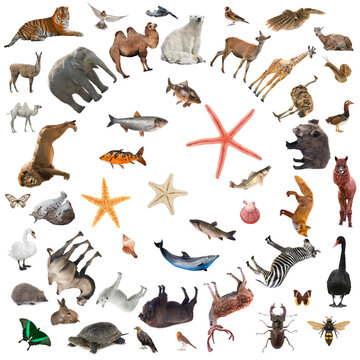 collage of animals isolated on white background