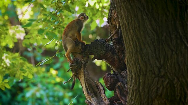 Common squirrel monkey climbs the tree