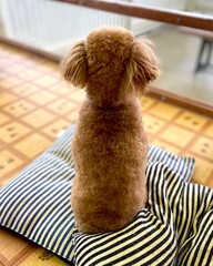 トイプードルの後ろ姿
