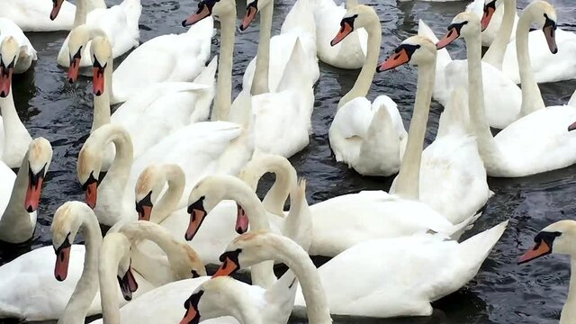 Flock of Mute Swans in Thames at Walton