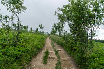Fototapeta na wymiar Bieszczadzkie szlaki 